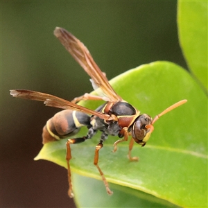 Polistes (Polistella) humilis at Carlton North, VIC - 31 Mar 2025 02:48 PM