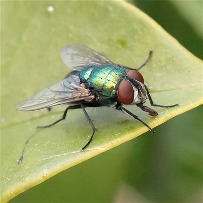 Unverified Blow fly (Calliphoridae) at Carlton North, VIC - 31 Mar 2025 by ConBoekel