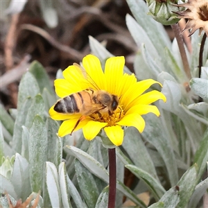 Apis mellifera at Carlton North, VIC - 31 Mar 2025 02:52 PM