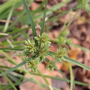 Cyperus eragrostis at Princes Hill, VIC - 31 Mar 2025 03:00 PM