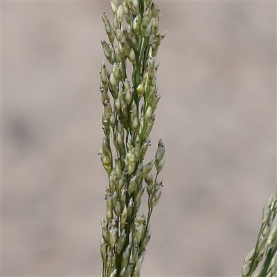 Unverified Grass at Princes Hill, VIC - 31 Mar 2025 by ConBoekel