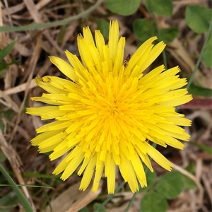 Taraxacum sect. Taraxacum at Carlton North, VIC - 31 Mar 2025 03:14 PM