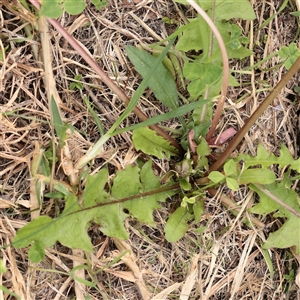Taraxacum sect. Taraxacum at Carlton North, VIC - 31 Mar 2025 03:14 PM