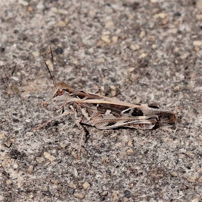 Unverified Grasshopper, Cricket or Katydid (Orthoptera) at Carlton North, VIC - 31 Mar 2025 by ConBoekel