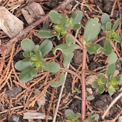 Portulaca oleracea at Carlton North, VIC - 31 Mar 2025 03:22 PM
