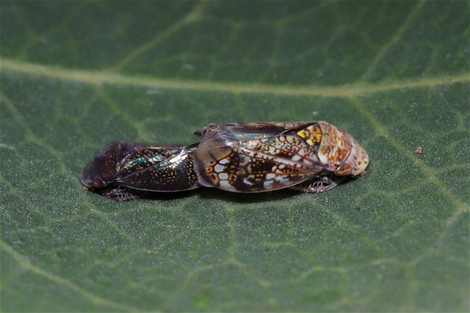 Neovulturnus vanduzeei at suppressed - 13 Apr 2025 01:30 PM