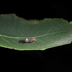 Neovulturnus vanduzeei at suppressed - 13 Apr 2025 01:30 PM