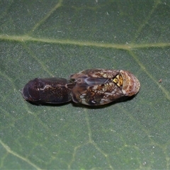 Neovulturnus vanduzeei at suppressed - 13 Apr 2025 01:30 PM