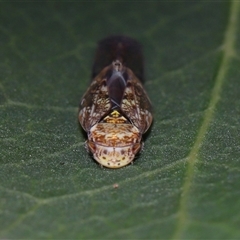 Neovulturnus vanduzeei at suppressed - 13 Apr 2025 01:30 PM