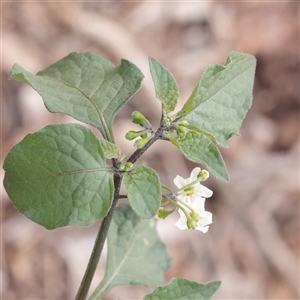 Solanum nigrum at Carlton North, VIC - 31 Mar 2025 03:23 PM