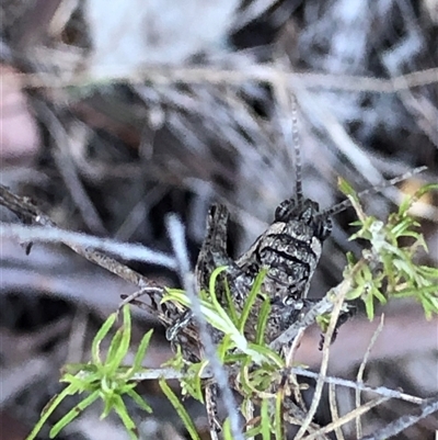 Coryphistes ruricola (Bark-mimicking Grasshopper) at Crowther, NSW - 13 Apr 2025 by Frecko