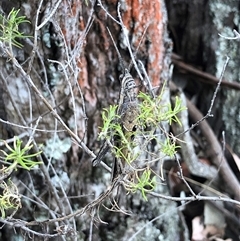 Coryphistes ruricola at Crowther, NSW - 13 Apr 2025 04:09 PM