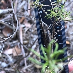 Coryphistes ruricola at Crowther, NSW - 13 Apr 2025 04:09 PM