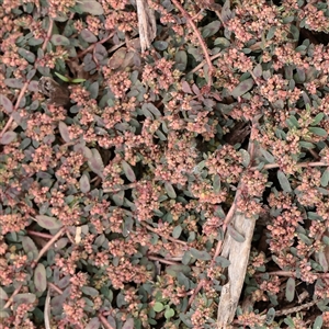 Euphorbia maculata at Carlton North, VIC - 31 Mar 2025 03:24 PM