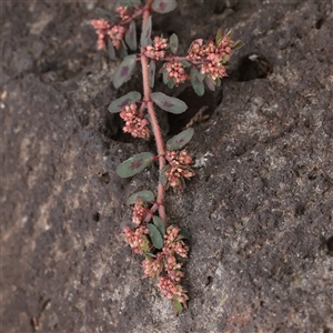 Euphorbia maculata at Carlton North, VIC - 31 Mar 2025 03:24 PM