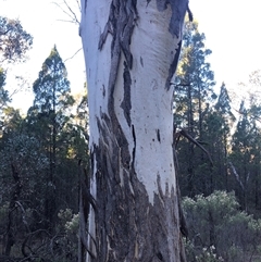 Eucalyptus polyanthemos (Red Box) at Crowther, NSW - 13 Apr 2025 by Frecko