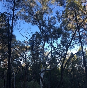 Eucalyptus polyanthemos at Crowther, NSW - 13 Apr 2025 04:05 PM