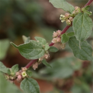 Parietaria judaica at Carlton North, VIC - 31 Mar 2025 03:26 PM