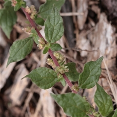 Parietaria judaica at Carlton North, VIC - 31 Mar 2025 03:26 PM