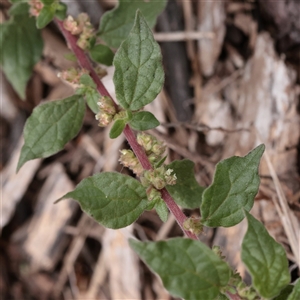 Parietaria judaica at Carlton North, VIC - 31 Mar 2025 03:26 PM