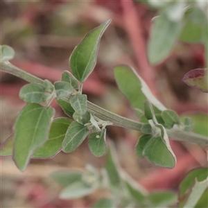 Chenopodium album at Carlton North, VIC - 31 Mar 2025 03:37 PM
