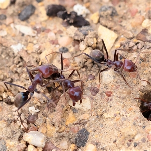 Unverified Ant (Hymenoptera, Formicidae) at Carlton North, VIC - 31 Mar 2025 by ConBoekel