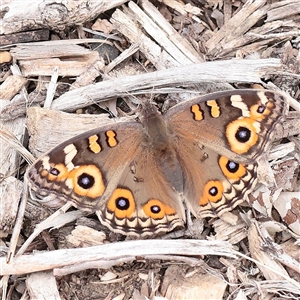 Junonia villida at Carlton North, VIC - 31 Mar 2025 04:04 PM