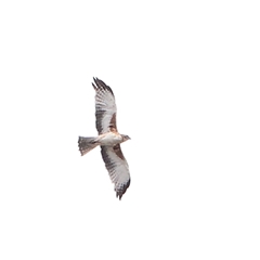 Hieraaetus morphnoides (Little Eagle) at Carlton North, VIC - 31 Mar 2025 by ConBoekel