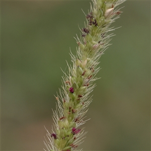Unverified Grass at Carlton North, VIC - 31 Mar 2025 by ConBoekel