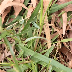 Setaria parviflora at Carlton North, VIC - 31 Mar 2025 04:12 PM