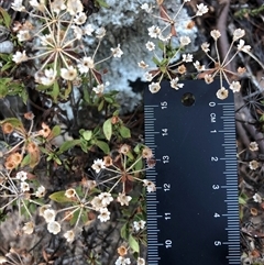 Pomax umbellata (A Pomax) at Crowther, NSW - 13 Apr 2025 by Frecko