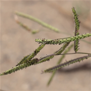Unverified Grass at Carlton North, VIC - 31 Mar 2025 by ConBoekel