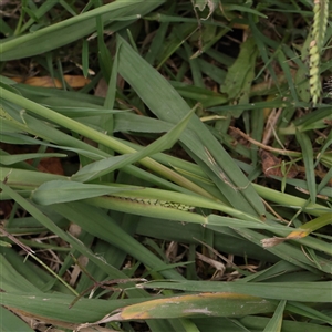 Paspalum dilatatum at Carlton North, VIC - 31 Mar 2025 04:15 PM