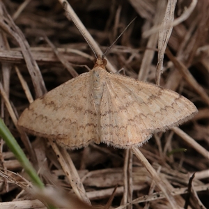Scopula rubraria at Carlton North, VIC - 31 Mar 2025 04:17 PM