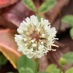 Unverified Other Wildflower or Herb at Princes Hill, VIC - 31 Mar 2025 by ConBoekel