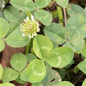 Trifolium repens at Princes Hill, VIC - 31 Mar 2025 04:35 PM