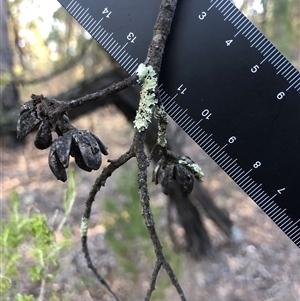 Callitris endlicheri at Crowther, NSW - 13 Apr 2025 03:39 PM