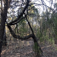 Callitris endlicheri at Crowther, NSW - 13 Apr 2025 03:39 PM