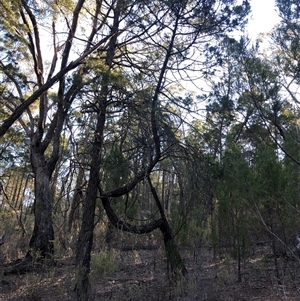 Callitris endlicheri at Crowther, NSW - 13 Apr 2025 03:39 PM