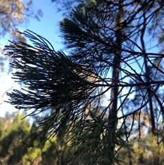 Callitris endlicheri at Crowther, NSW - 13 Apr 2025 03:39 PM