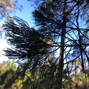 Callitris endlicheri at Crowther, NSW - 13 Apr 2025 03:39 PM