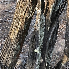Callitris endlicheri at Crowther, NSW - 13 Apr 2025 03:39 PM