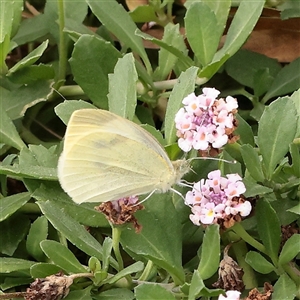 Pieris rapae at Princes Hill, VIC - 31 Mar 2025 04:39 PM