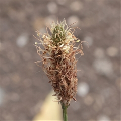 Unverified Other Wildflower or Herb at Princes Hill, VIC - 31 Mar 2025 by ConBoekel