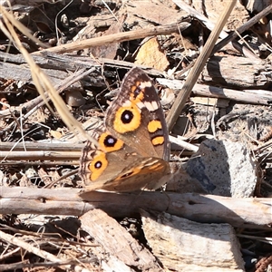 Junonia villida at Carlton North, VIC - 1 Apr 2025 02:20 PM