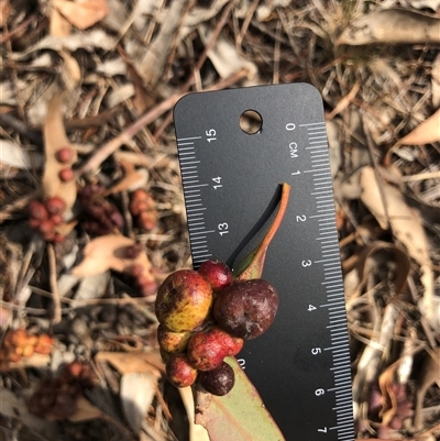 Unverified Eucalyptus Gall at Crowther, NSW - 13 Apr 2025 by Frecko