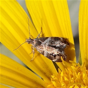 Tebenna micalis at Princes Hill, VIC - 1 Apr 2025 02:39 PM