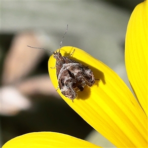 Tebenna micalis at Princes Hill, VIC - 1 Apr 2025 02:39 PM
