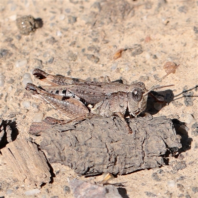 Phaulacridium vittatum at Princes Hill, VIC - 1 Apr 2025 by ConBoekel