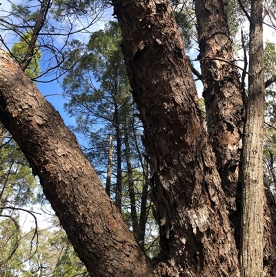 Eucalyptus bridgesiana at Crowther, NSW - 13 Apr 2025 by Frecko